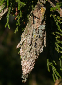 Evergreen Bagworm